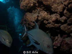 Trevally.  Canon G-10. by Bill Arle 